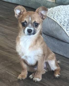 Rescue Chihuahua Dogs for Adoption in Brazil, Indiana - Lalo Rosa And Margarita | PetCurious