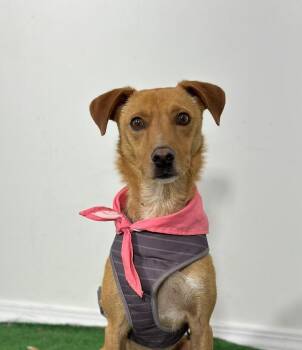 Carolina Dog and German Pinscher Dogs Available for Adoption in Carlsbad, California - Daniel-One Of Our Amazing Rescue Dogs | PetCurious