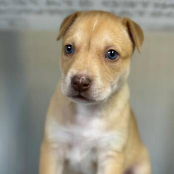 Mixed Breed Dogs Available for Adoption in Pauls Valley, Oklahoma - Kay | PetCurious
