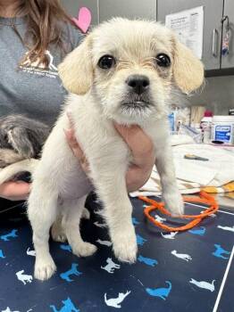 Brussels Griffon and Mixed Breed Dogs Available for Adoption in Ontario, California - RAPUNZEL | PetCurious