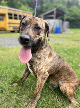 Rescue Mixed Breed Dogs for Adoption in Chatsworth, Georgia - Reece | PetCurious