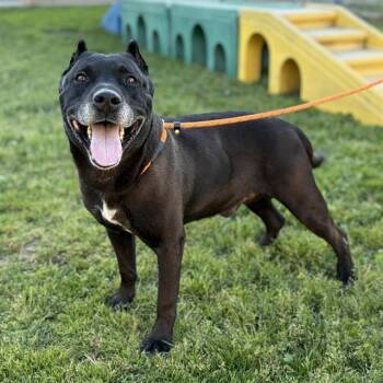 Pit Bull Terrier and Mixed Breed Dogs Available for Adoption in Modesto, California - SABA | PetCurious