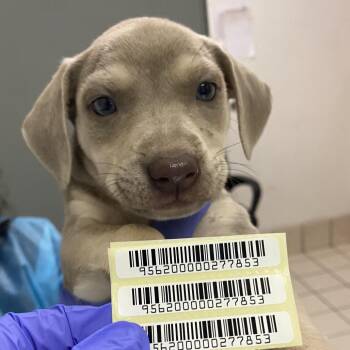 Mango -  Mixed Breed Dog for Adoption in Charleston, West Virginia - Mango | PetCurious