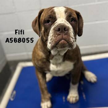 American Bulldog Dogs Available for Adoption - FIFI | PetCurious