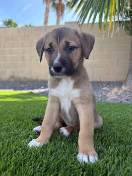 Catahoula Leopard Dog and Cattle Dog Dogs Available for Adoption in Phoenix, Arizona - Taco | PetCurious