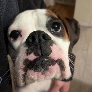 Boxer Dogs Available for Adoption - Suzy | PetCurious