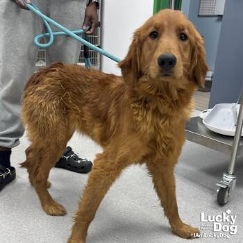 Golden Retriever and Poodle Dogs Available for Adoption - Rain | PetCurious