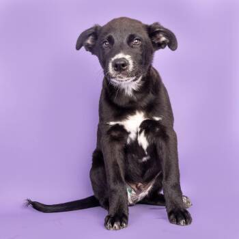 Mixed Breed Dogs Available for Adoption in Franklin, Tennessee - Major | PetCurious