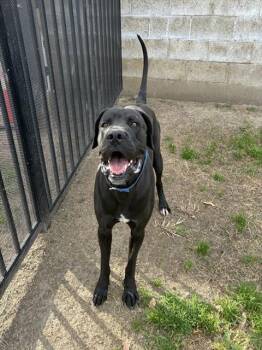 Cane Corso and Mixed Breed Dogs Available for Adoption - FRANK | PetCurious