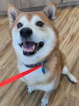 Chase (Shiba Inu) -  Shiba Inu Dog for Adoption in Dallas, Texas - Chase (Shiba Inu) | PetCurious