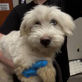 Terrier Dogs Available for Adoption - Jack | PetCurious