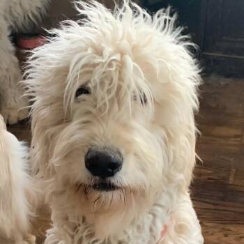 Golden Retriever and Poodle Dogs Available for Adoption - Tulip (TueTue) | PetCurious