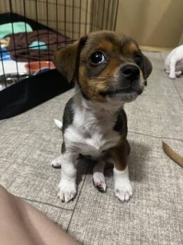 Kiara -  Jack Russell Terrier Dog for Adoption in Penryn, California - Kiara | PetCurious