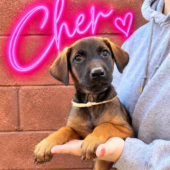 Cher -  Doberman Pinscher Dog for Adoption in Las Vegas, Nevada - Cher | PetCurious
