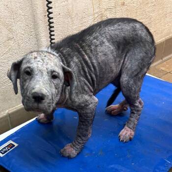 Hound Dogs Available for Adoption - Remy | PetCurious