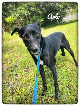 Arlo -  Chihuahua Dog for Adoption in Sebring, Florida - Arlo | PetCurious