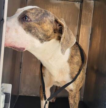ISABELLA -  Labrador Retriever Dog for Adoption in San Antonio, Texas - ISABELLA | PetCurious