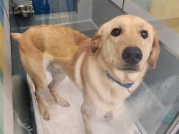 TEDDY -  Labrador Retriever and Mixed Breed Dog for Adoption in St. Louis, Missouri - TEDDY | PetCurious