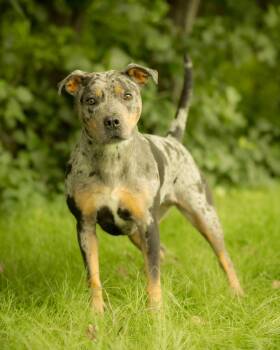 BOOM CHICKA POP (0778) -  Catahoula Leopard Dog Dog for Adoption in Bridgeport, Connecticut - BOOM CHICKA POP (0778) | PetCurious