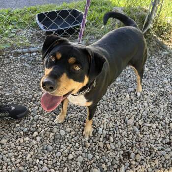 Toby -  Pit Bull Terrier Dog for Adoption in Lincoln, Michigan - Toby | PetCurious