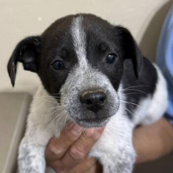 Australian Cattle Dog Blue Heeler Dogs Available for Adoption in Flagstaff, Arizona - Abel | PetCurious