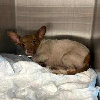 IVHS-Stray-141861_2_3 -  Chihuahua Dog for Adoption in San Gabriel, California - IVHS-Stray-141861_2_3 | PetCurious