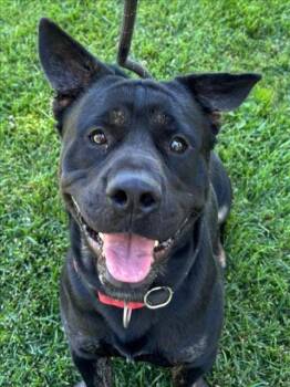 Pit Bull Terrier and Basset Hound Dogs Available for Adoption in Woodland, California - BIGGIE | PetCurious