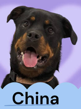 Rescue Rottweiler Dogs for Adoption in Biloxi, Mississippi - China | PetCurious