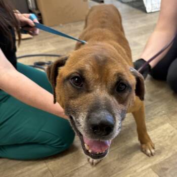Gunther -  Shepherd and Labrador Retriever Dog for Adoption in East St. Louis, Illinois - Gunther | PetCurious