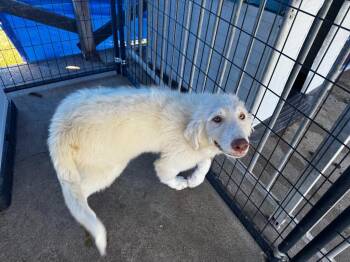 Trixie -  Hound Dog for Adoption in Shelbyville, Tennessee - Trixie | PetCurious