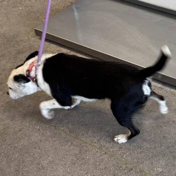 Mixed Breed Dogs Available for Adoption in Las Cruces, New Mexico - Axel | PetCurious
