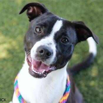 Deebow -  Pit Bull Terrier and Terrier Dog for Adoption in Nashville, Tennessee - Deebow | PetCurious