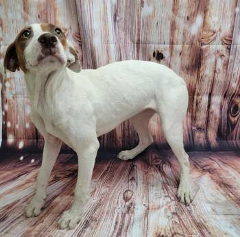 Rescue Pit Bull Terrier Dogs for Adoption in Statesboro, Georgia - Candace | PetCurious