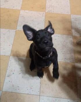 Shepherd and Labrador Retriever Dogs Available for Adoption in Cloquet, Minnesota - Mystique | PetCurious