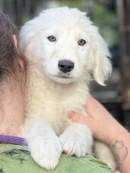 Great Pyrenees Dogs Available for Adoption in Brunswick, Maine - Kimes | PetCurious