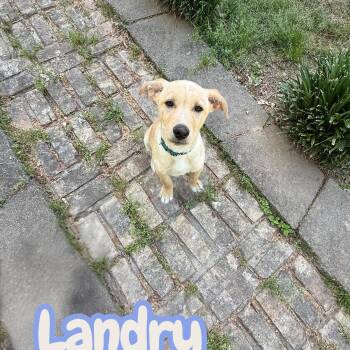 Labrador Retriever and Husky Dogs Available for Adoption in Hatfield, Pennsylvania - Landry | PetCurious