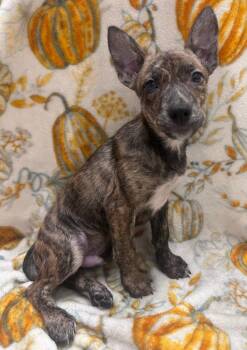 Bucky -  Hound and Labrador Retriever Dog for Adoption in Madison, Georgia - Bucky | PetCurious
