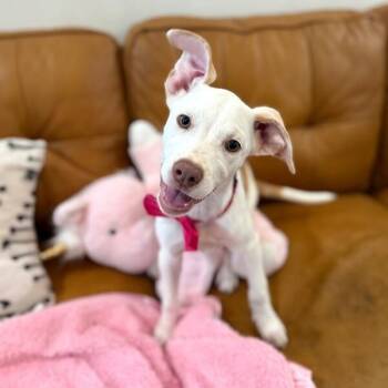 Roberta Tigre -  Pit Bull Terrier and Labrador Retriever Dog for Adoption in Friendswood, Texas - Roberta Tigre | PetCurious