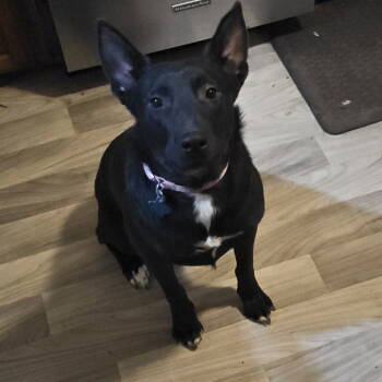 Rescue Australian Cattle Dog Blue Heeler Dogs for Adoption in Dallas, Texas - Sweetie | PetCurious