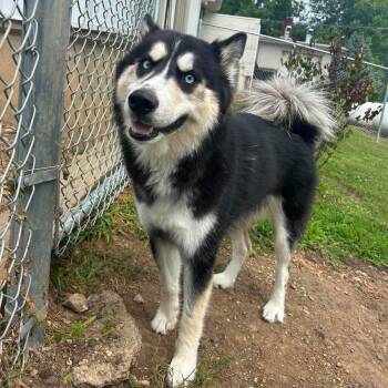 Sava (sah-va) -  Husky Dog for Adoption in Marshalltown, Iowa - Sava (sah-va) | PetCurious