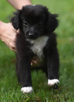 Millie -  Chihuahua Dog for Adoption in Mechanicsburg, Pennsylvania - Millie | PetCurious