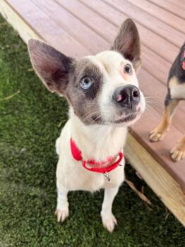 Mixed Breed Dogs Available for Adoption in New York, New York - Barbara | PetCurious