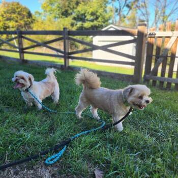 Post McBone -  Shih Tzu Dog for Adoption in Toms Brook, Virginia - Post McBone | PetCurious