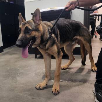 Archibald -  German Shepherd Dog and None Dog for Adoption in Tampa, Florida - Archibald | PetCurious
