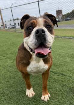 Rescue English Bulldog and Boxer Dogs for Adoption in Albemarle, North Carolina - Penny | PetCurious