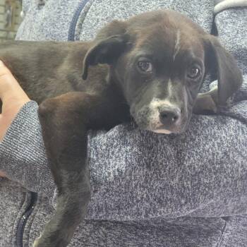 Mixed Breed Dogs Available for Adoption - Shea  (p) | PetCurious