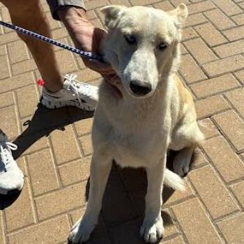 Swoop -  German Shepherd Dog Dog for Adoption in Austin, Texas - Swoop | PetCurious