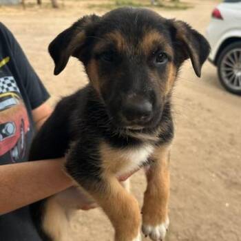 Shepherd and Australian Cattle Dog Blue Heeler Dogs Available for Adoption in Agua Dulce, California - Bruno | PetCurious