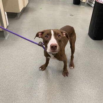 Rescue Pit Bull Terrier Dogs for Adoption in Westminster, California - WAGS-A-20029 | PetCurious