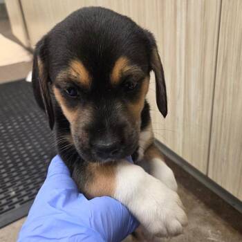 Mixed Breed Dogs Available for Adoption in Chattanooga, Tennessee - Maggie | PetCurious